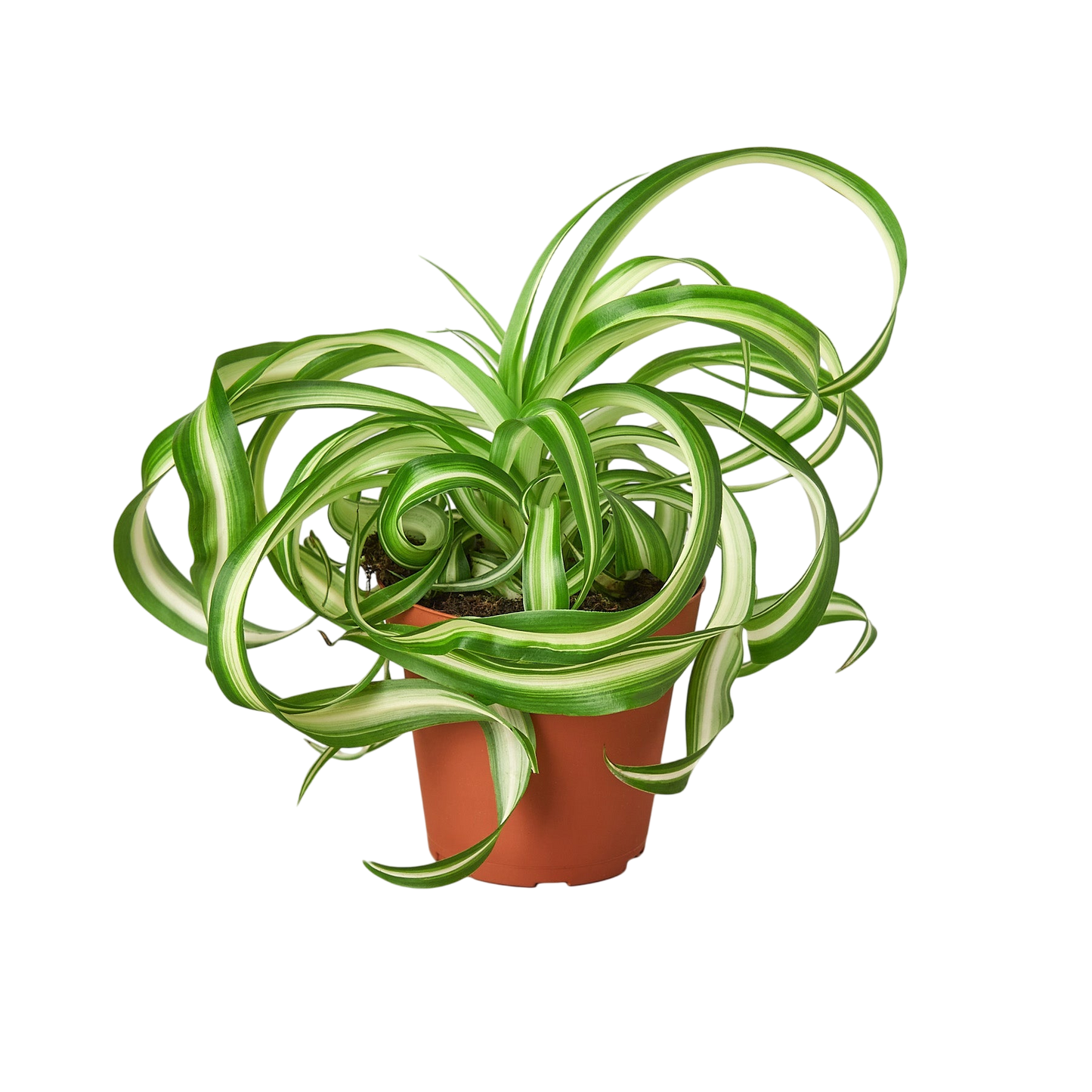 Juno the Spider Plant - OVAD