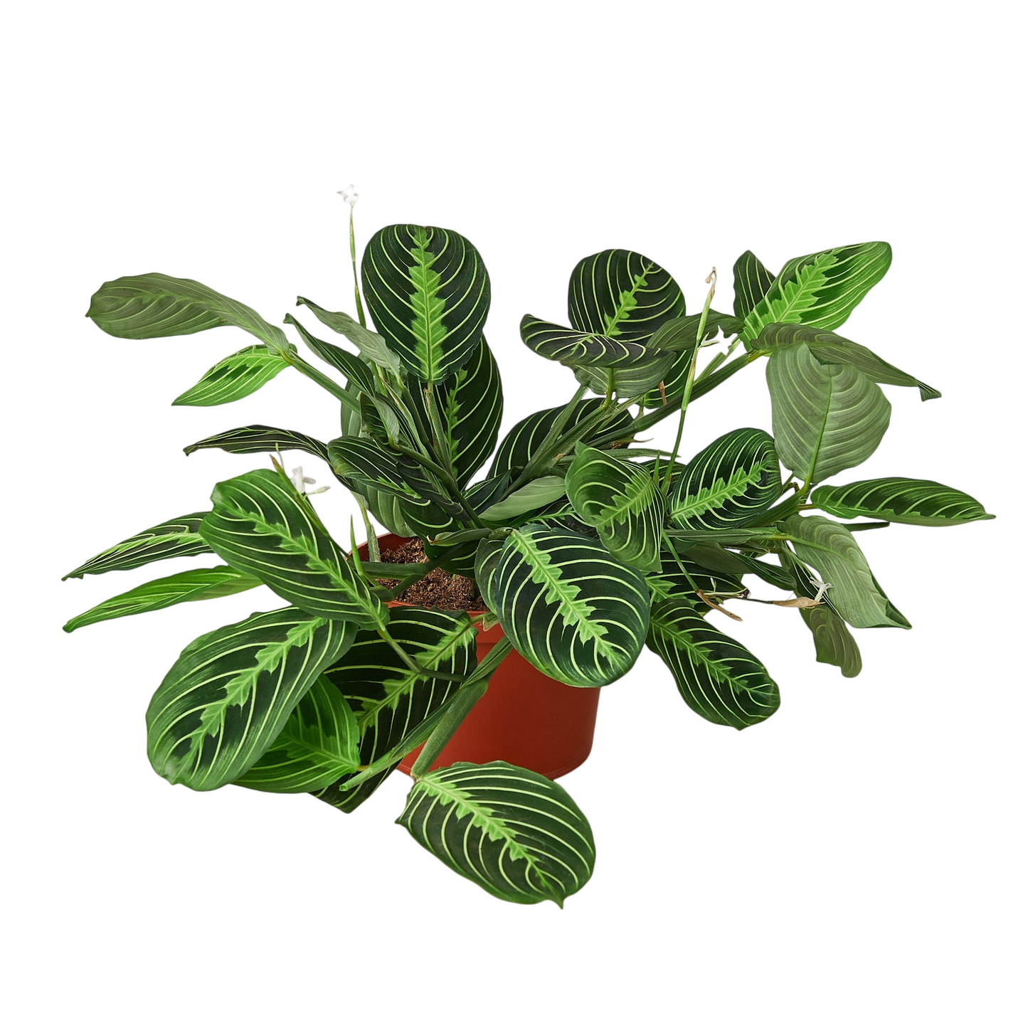 Zest the Maranta - OVAD