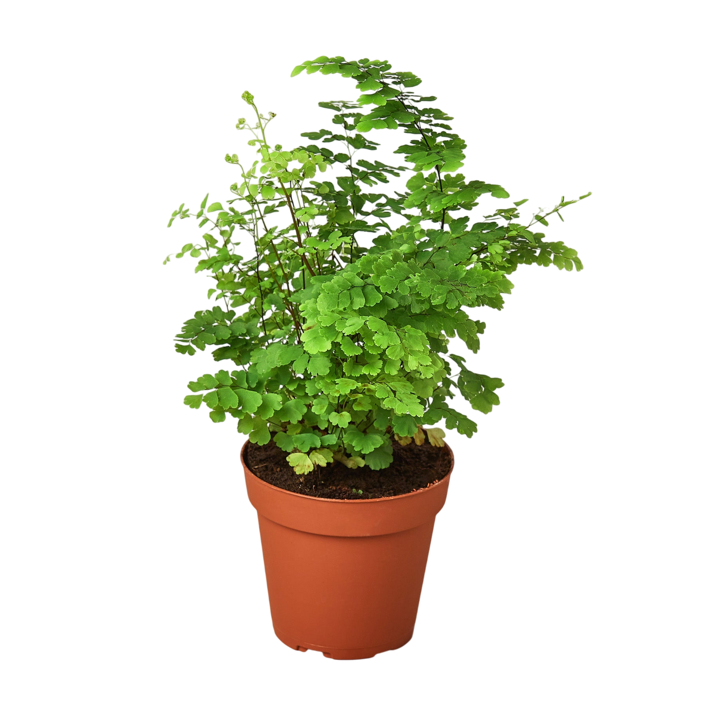 Esme the Maidenhair Fern - OVAD