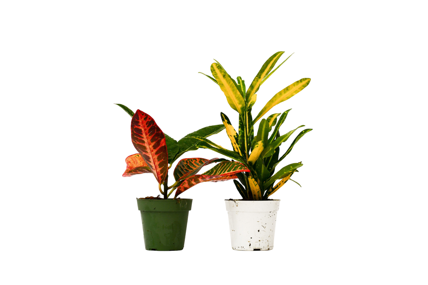 2 Croton Variety Pack - 4" Pot - OVAD