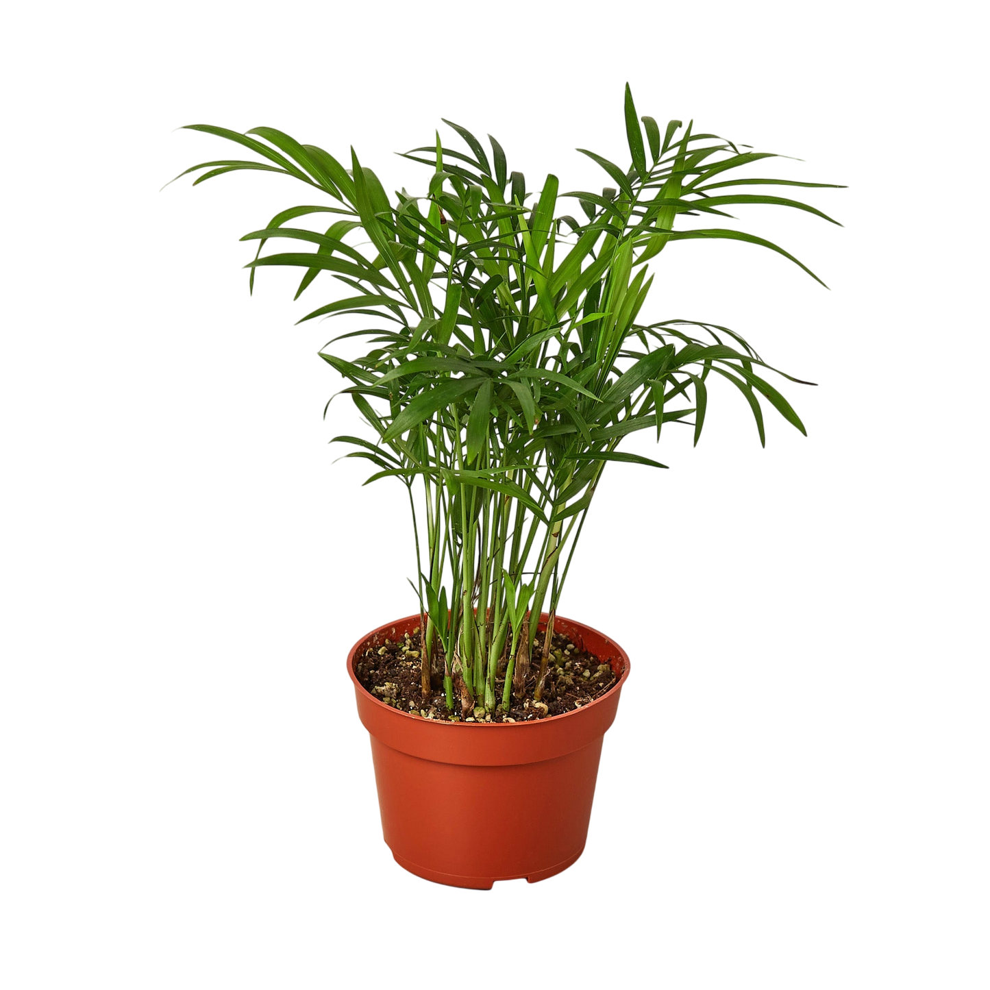 Coco the Parlor Palm - OVAD