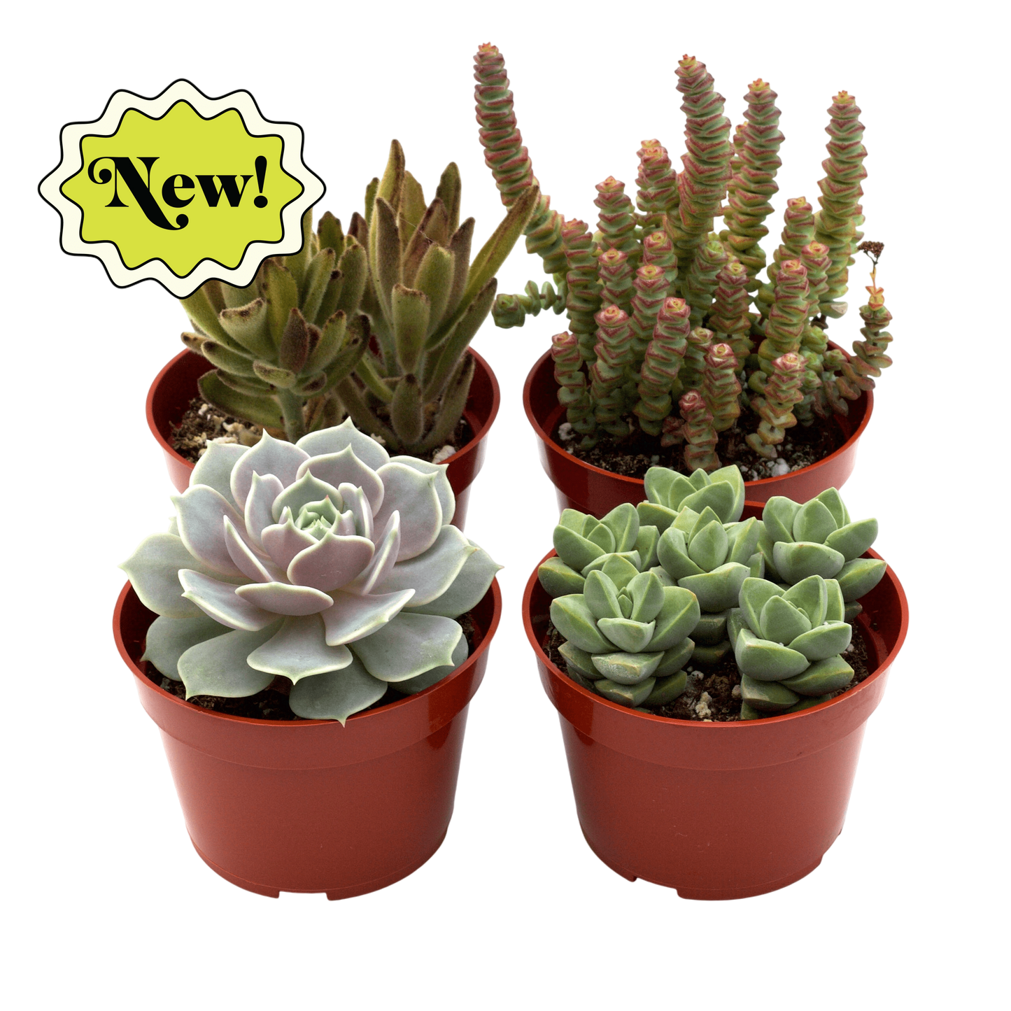 Assorted Succulent Variety - OVAD