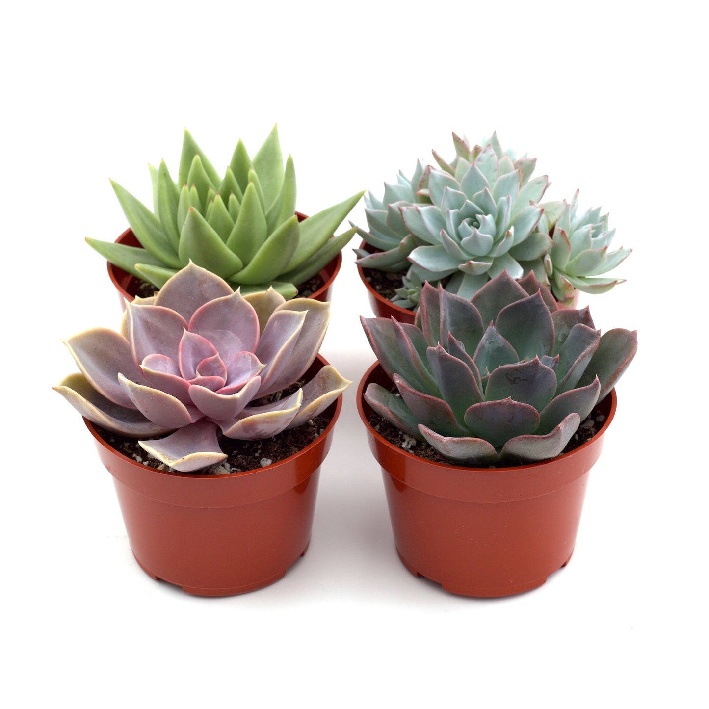 Rosette Succulent Variety Packs - OVAD