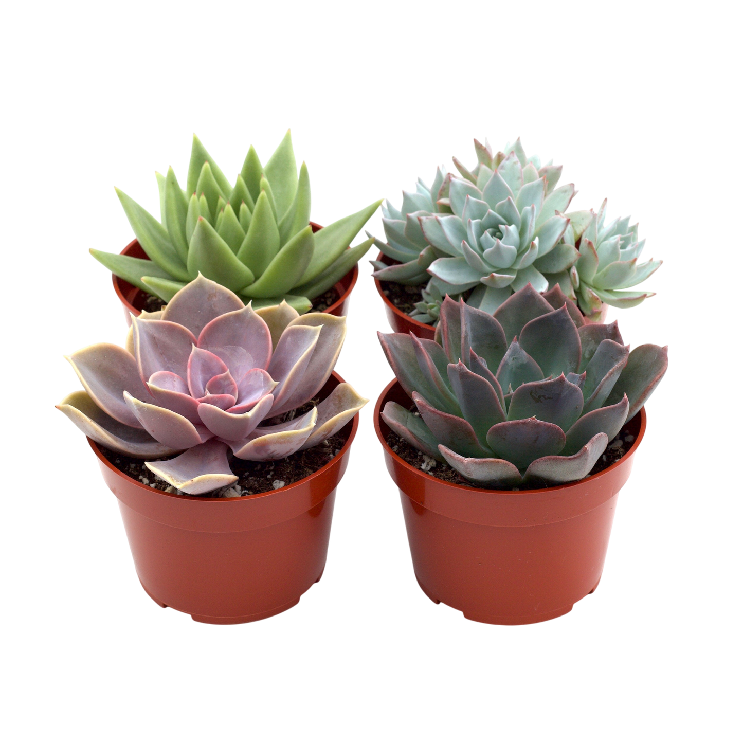 Rosette Succulent Variety Packs - OVAD