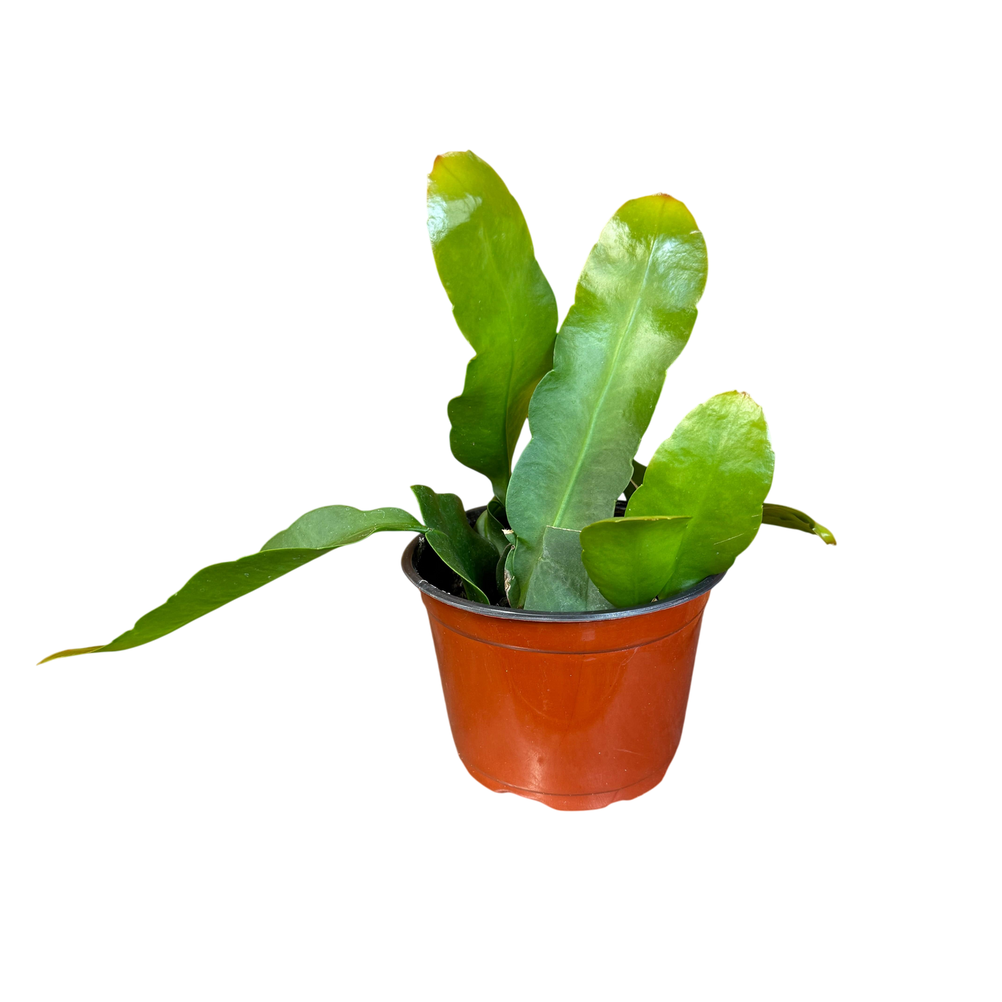 Epiphyllum night ("Queen of the")