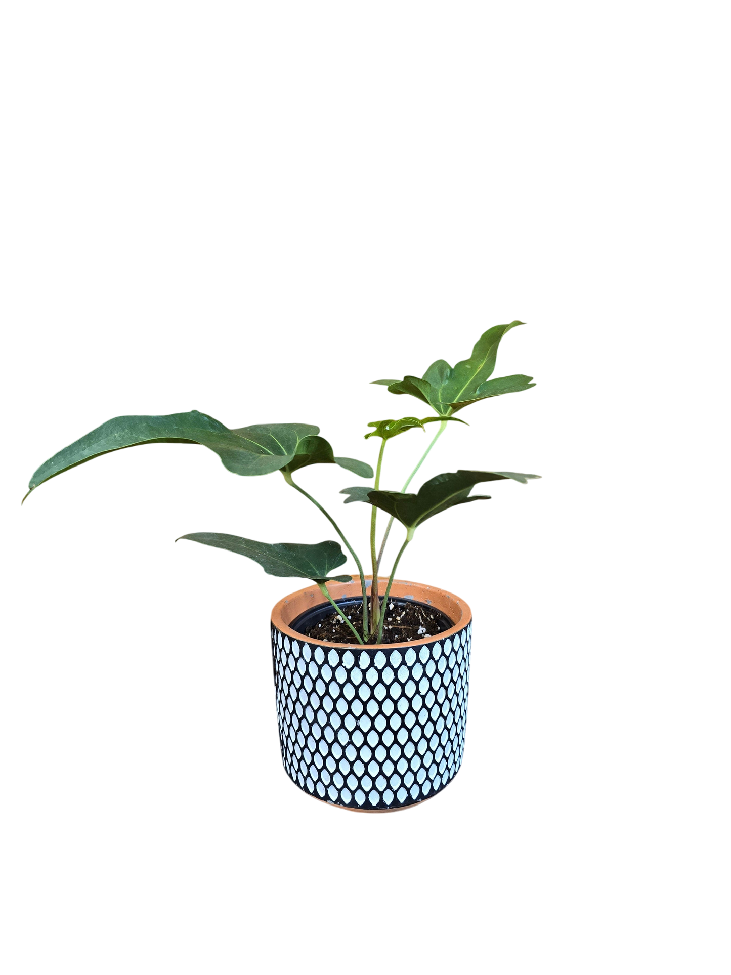 Anthurium podophyllum