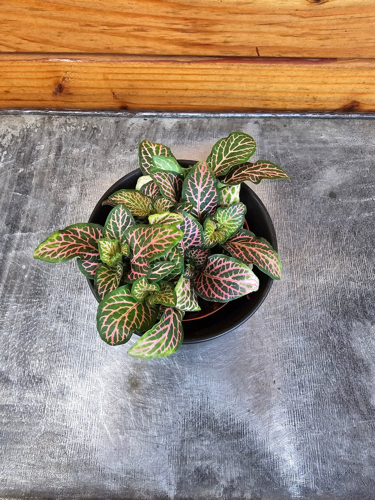 Fittonia joly ("Lemon")