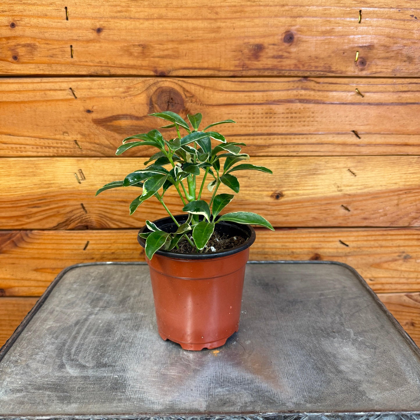 Schefflera ("Moondrop")