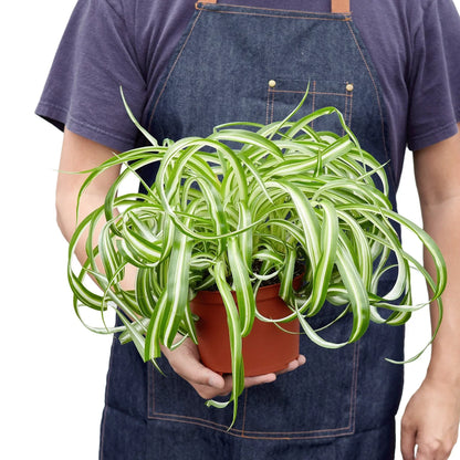 Juno the Spider Plant