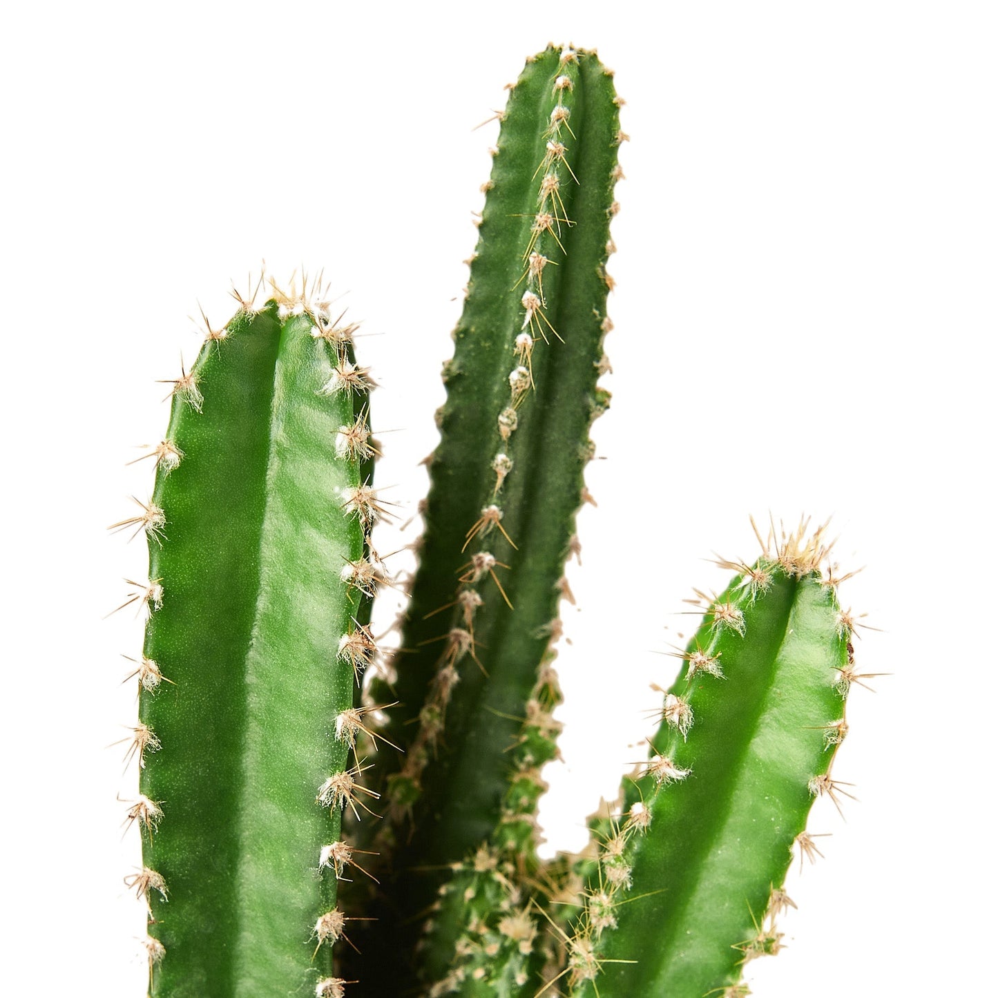 Fairy Castle Cactus.