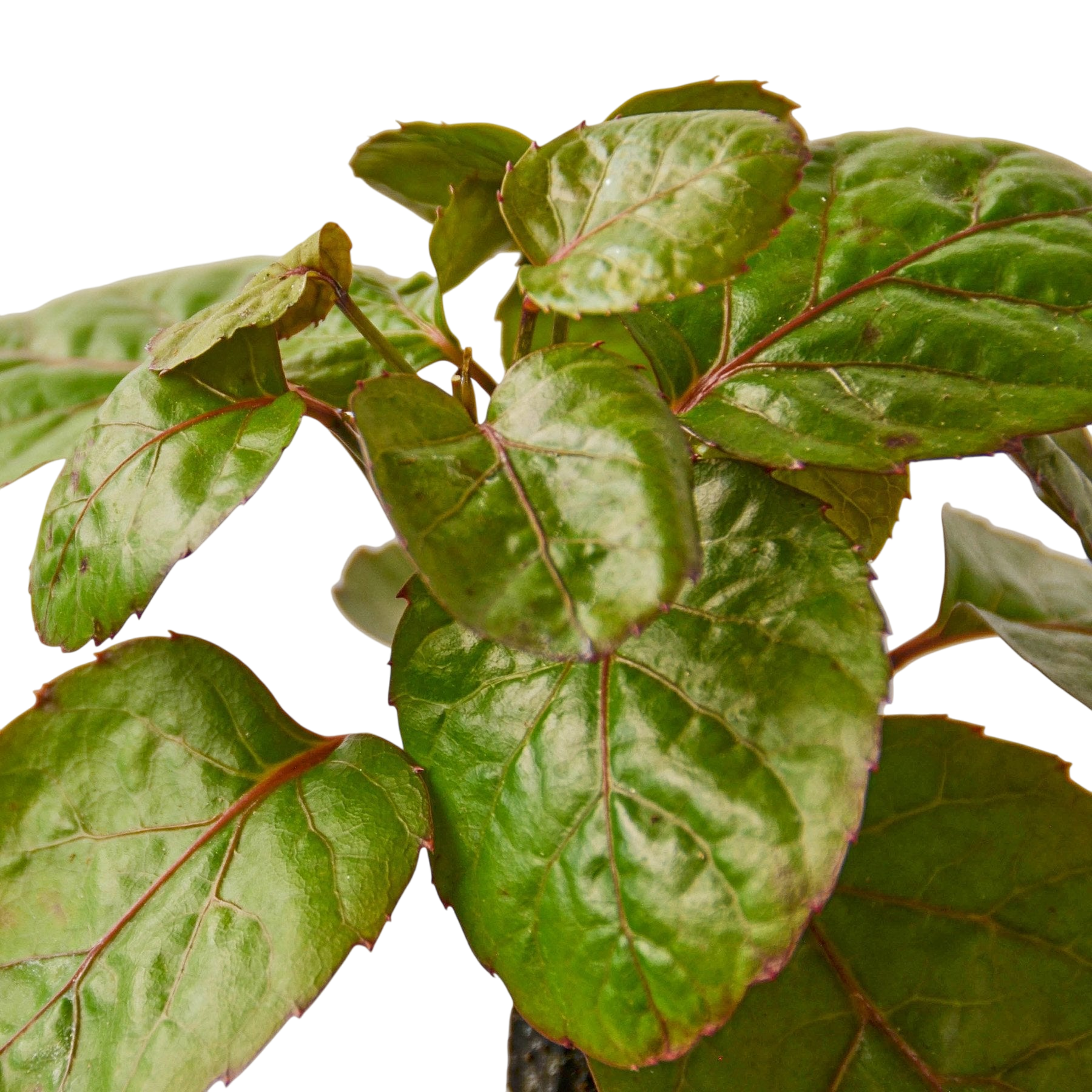 Gus the Aralia Fabian Stump - OVAD