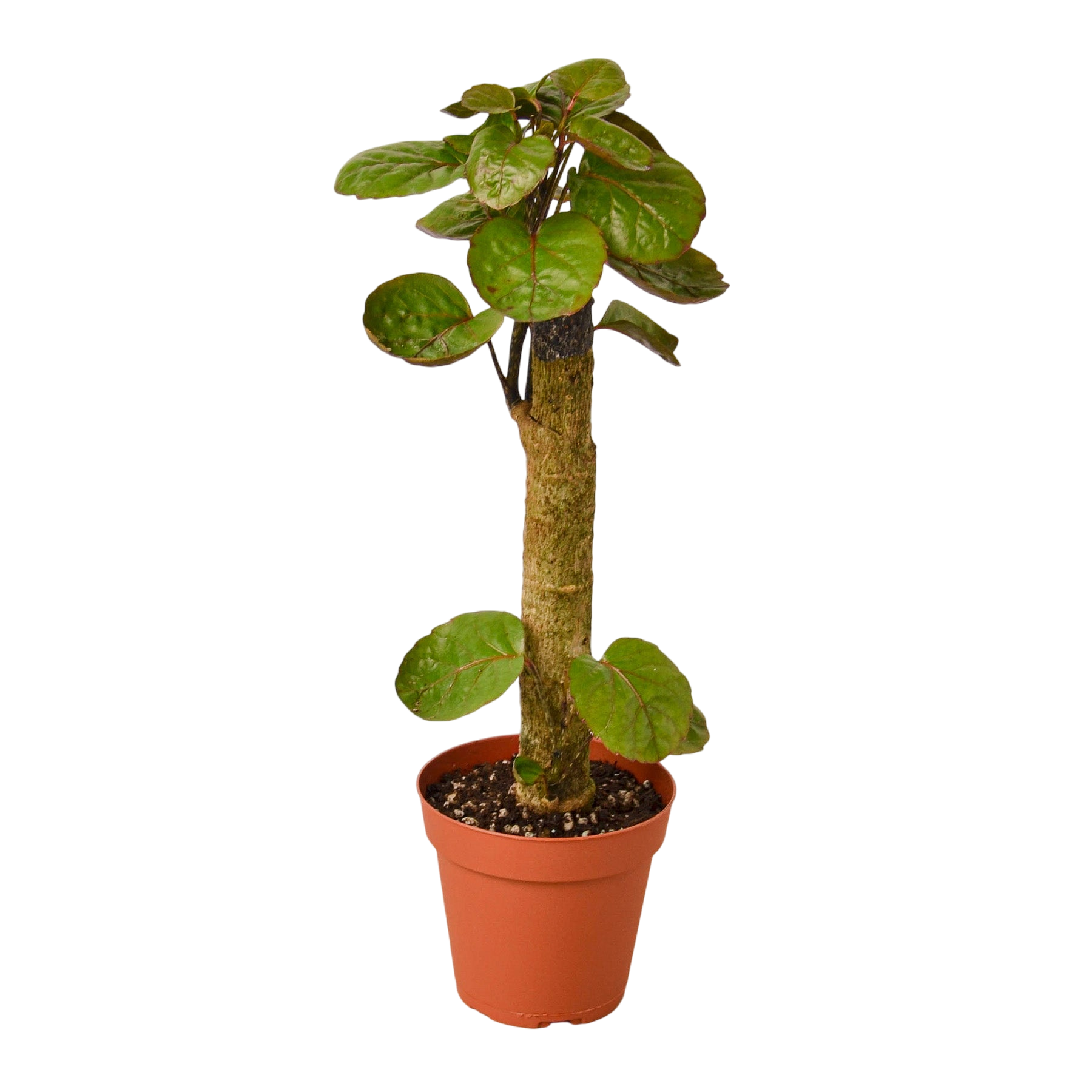 Gus the Aralia Fabian Stump - OVAD