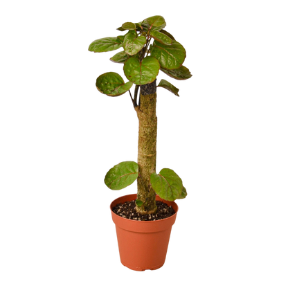 Gus the Aralia Fabian Stump - OVAD