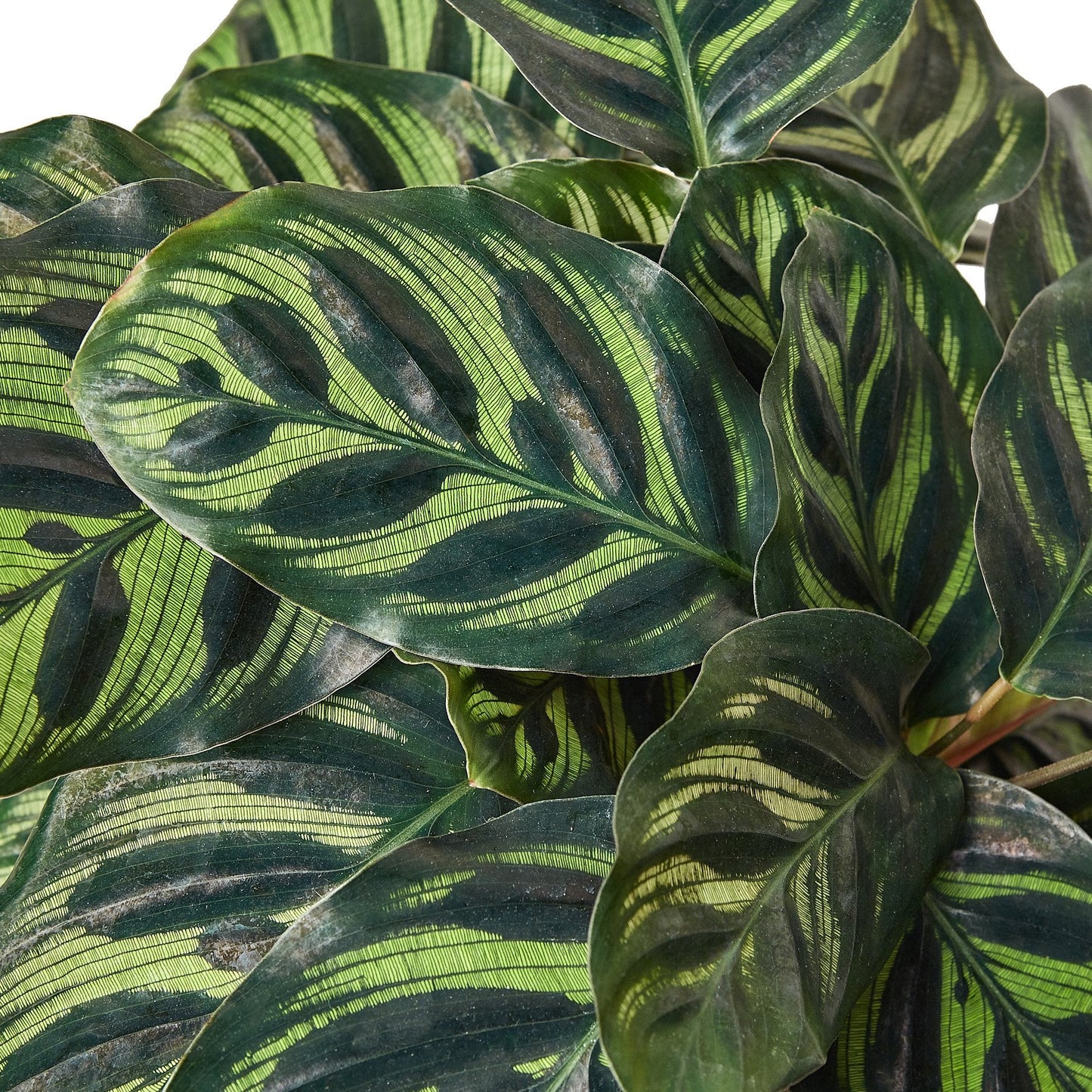 Liv the Calathea