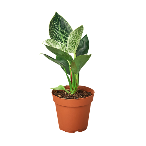 Naomi the Philodendron 'Birkin' - OVAD