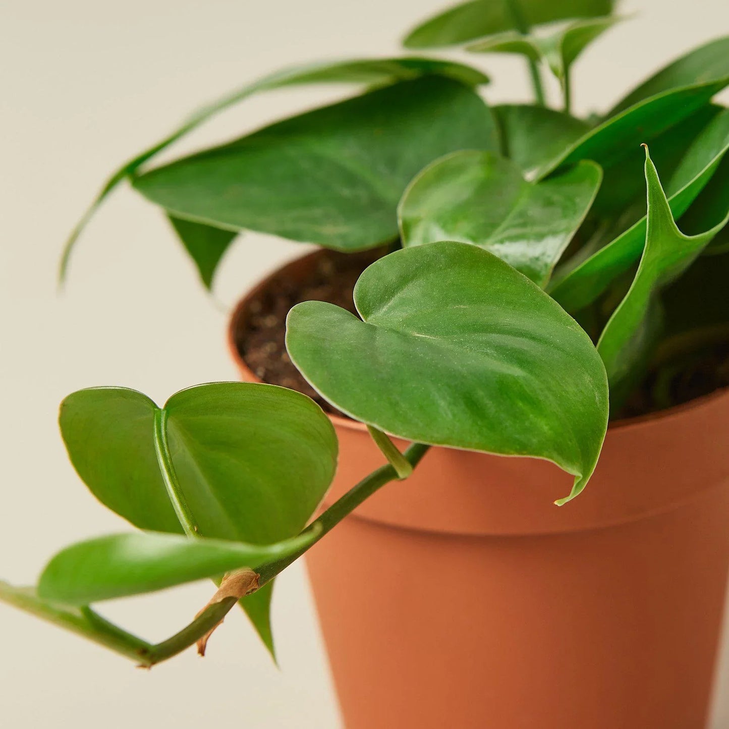 Lenny the Philodendron Cordatum