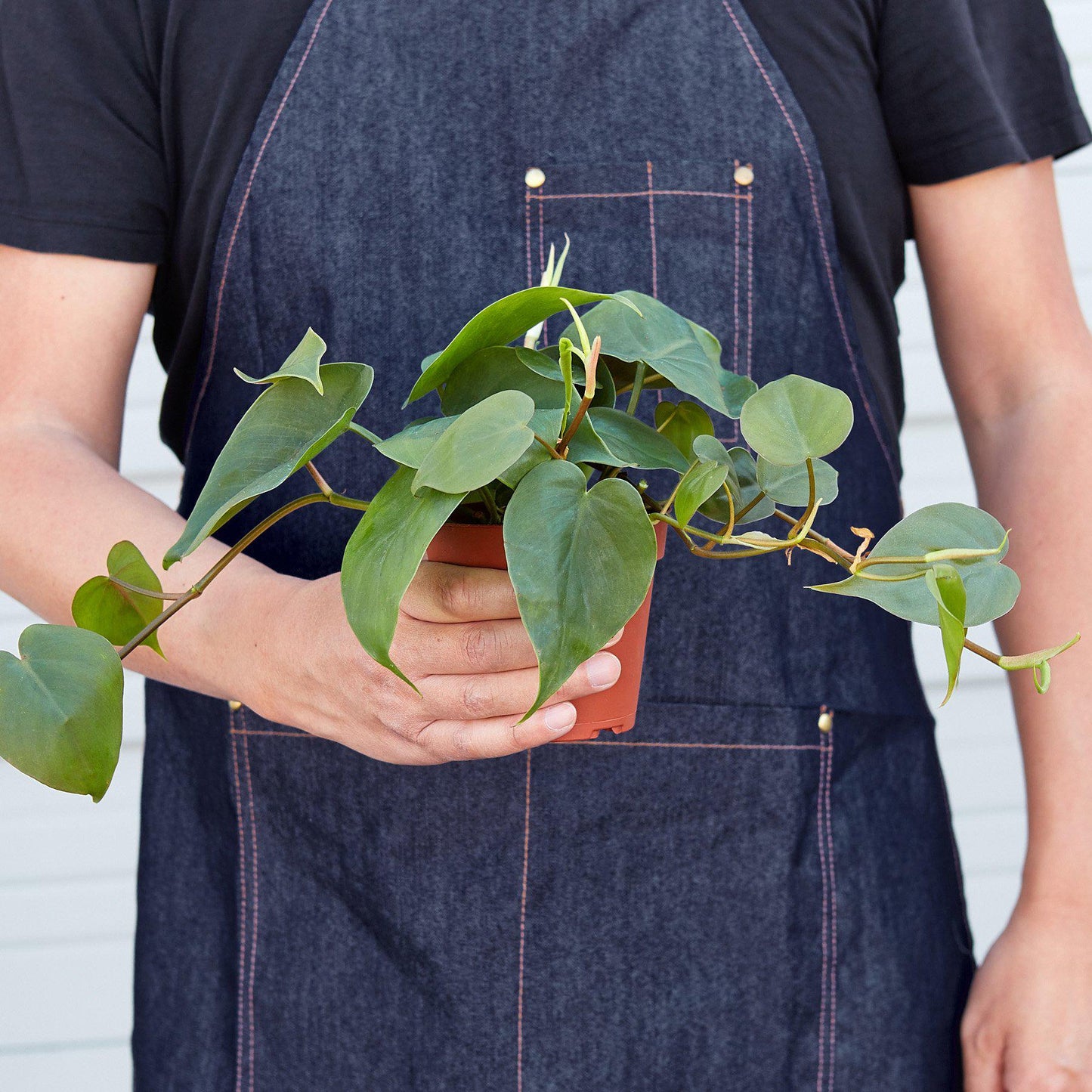 Lenny the Philodendron Cordatum