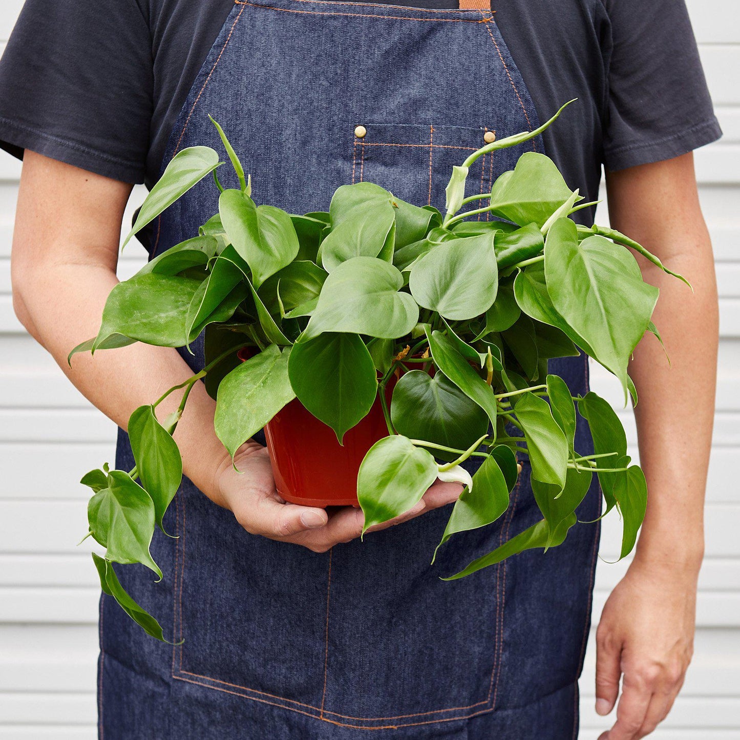 Lenny the Philodendron Cordatum