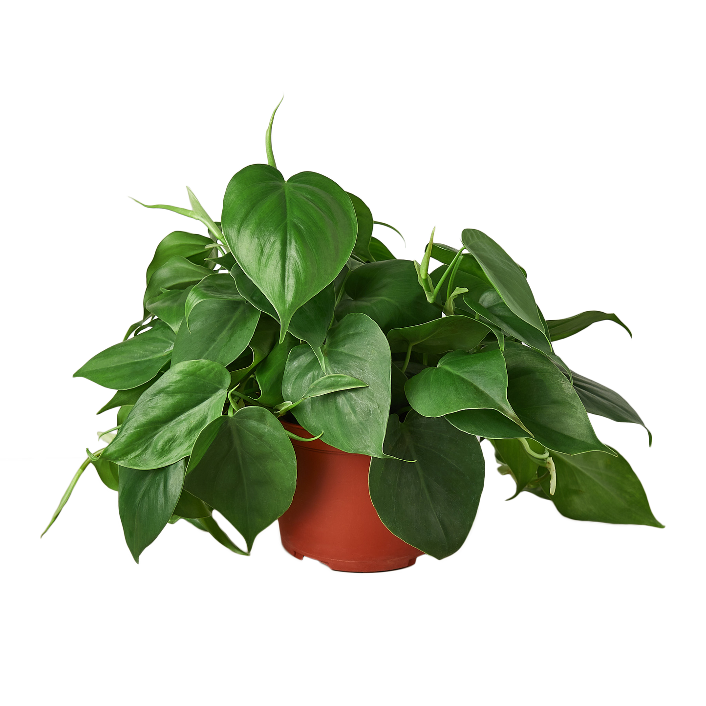 Philodendron Cordatum Heartleaf - OVAD