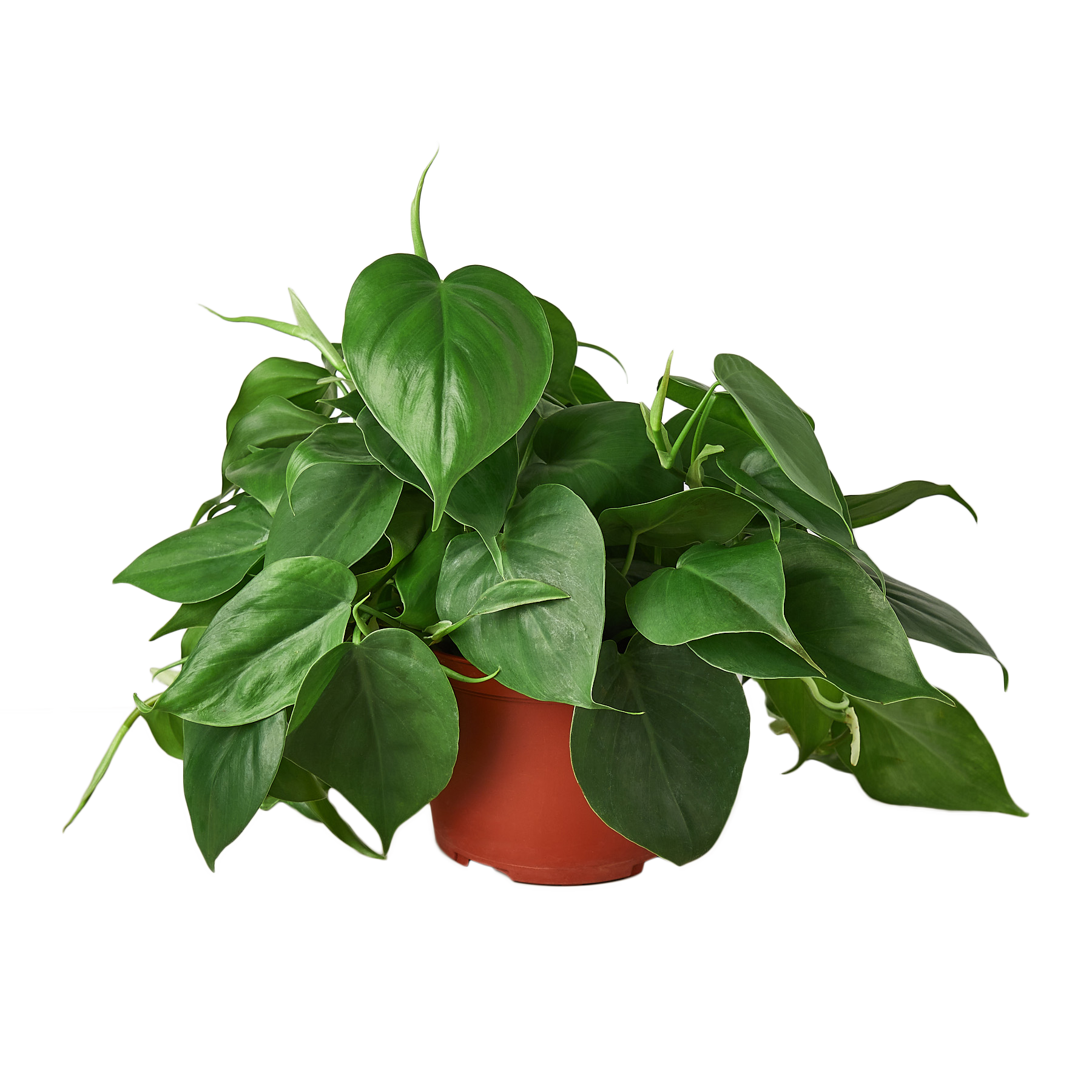 Philodendron Cordatum Heartleaf - OVAD