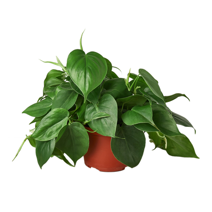 Philodendron Cordatum Heartleaf - OVAD