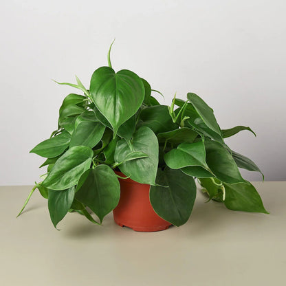 Lenny the Philodendron Cordatum