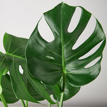 Philodendron Monstera Split-Leaf - OVAD