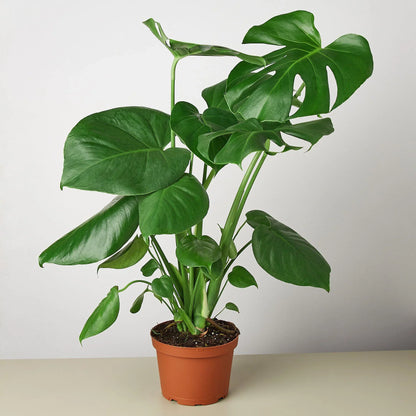 Philodendron Monstera Split-Leaf - OVAD