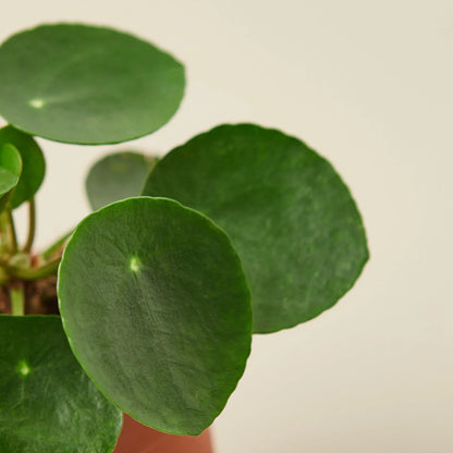 Penny the Pilea Peperomioides