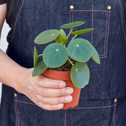 Penny the Pilea Peperomioides