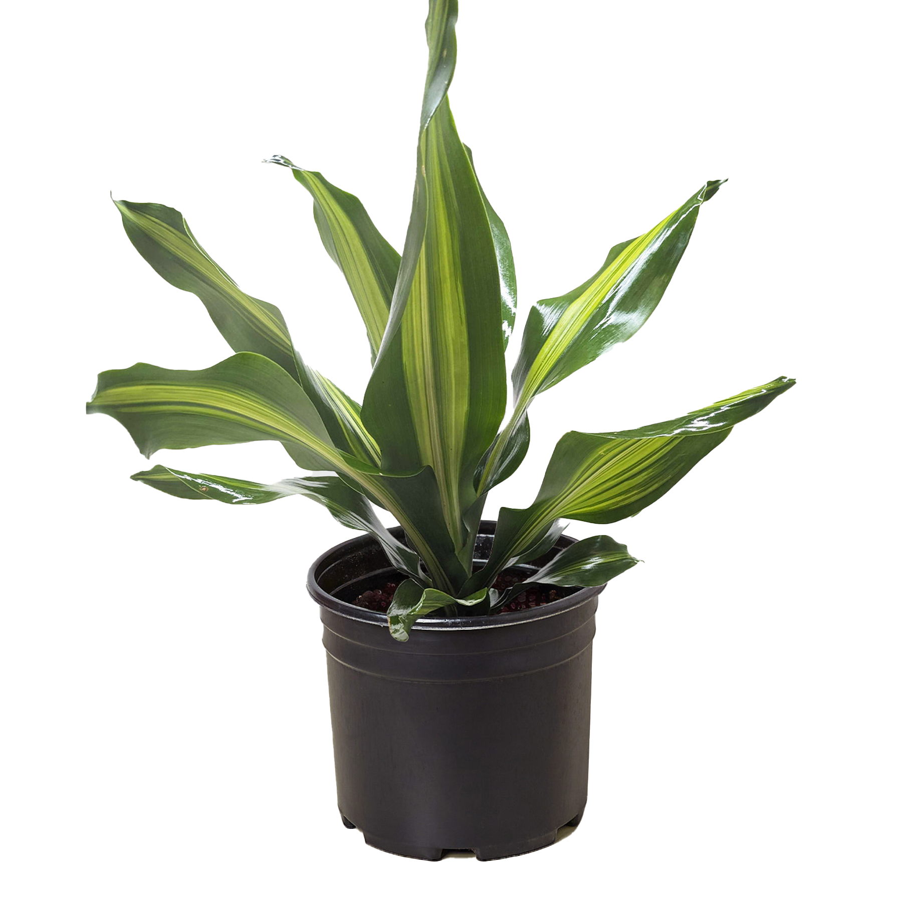 Dracaena Golden Heart.