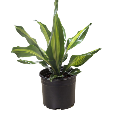 Dracaena Golden Heart.