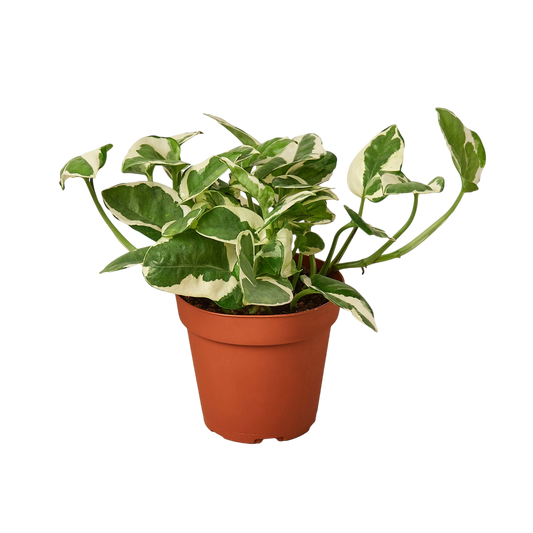 Nova the Pothos 'N'joy' - OVAD