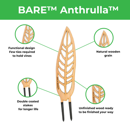 BARE™ Anthrulla™ - Customizable wooden plant support - Inspired by the Queen Anthurium leaf