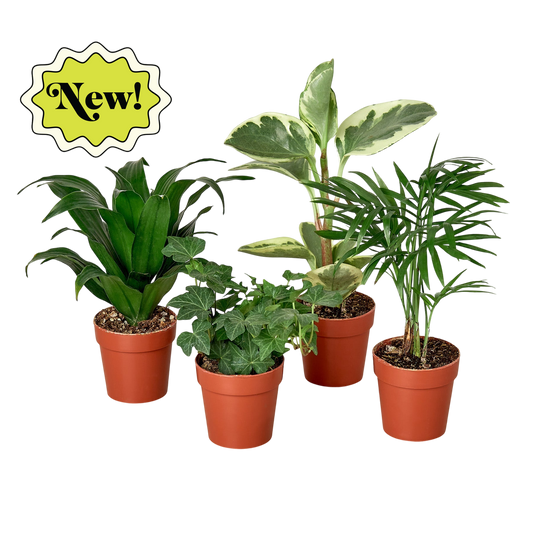 3" Tropical Plant Variety Bundle - OVAD