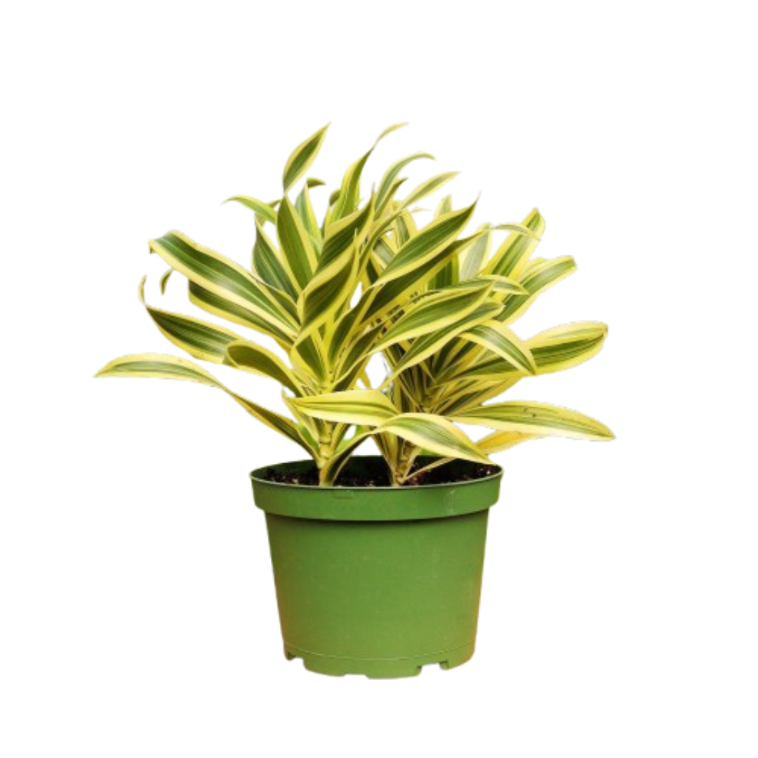 1 Mystery Plant Monthly Subscription Box - OVAD