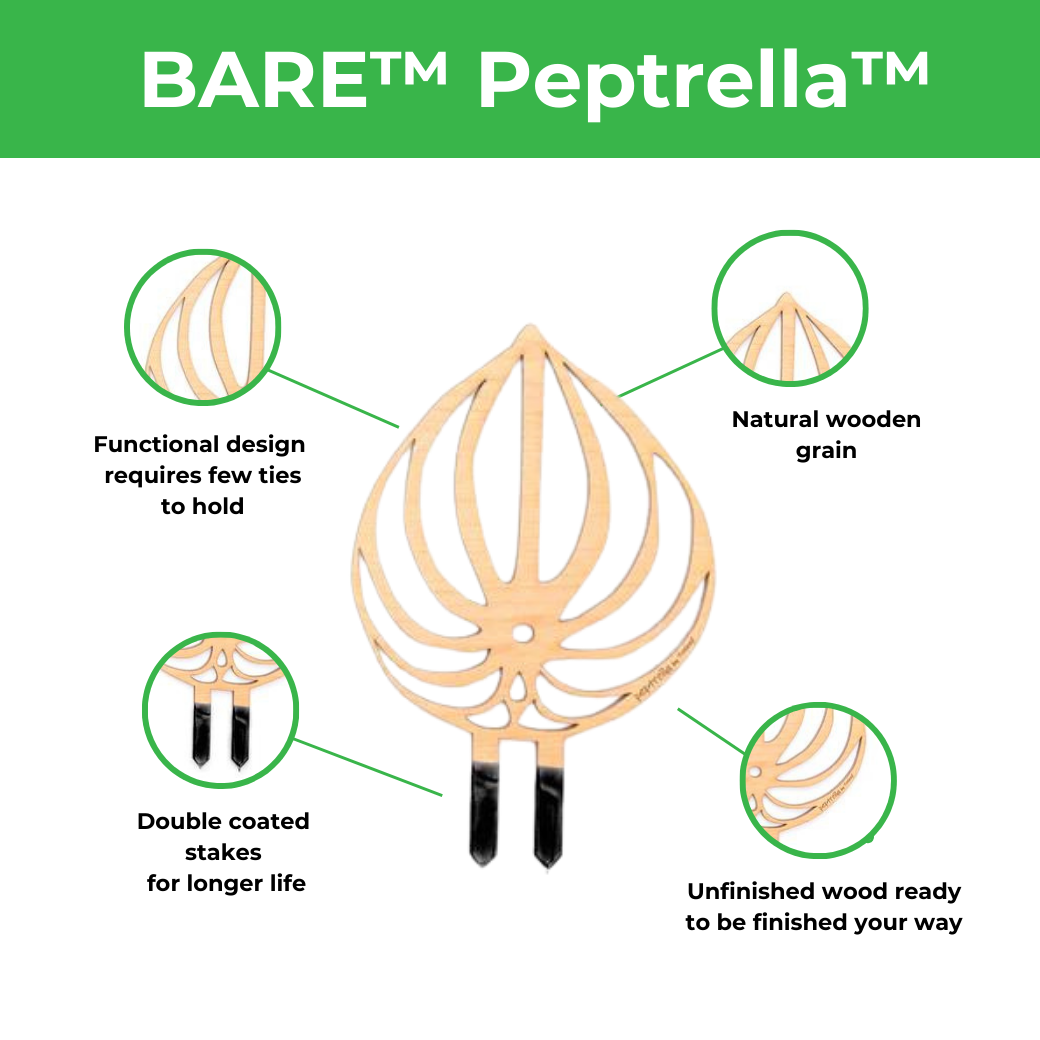 BARE™ Peptrella™ - Customizable wooden plant support - Inspired by the Peperomia leaf
