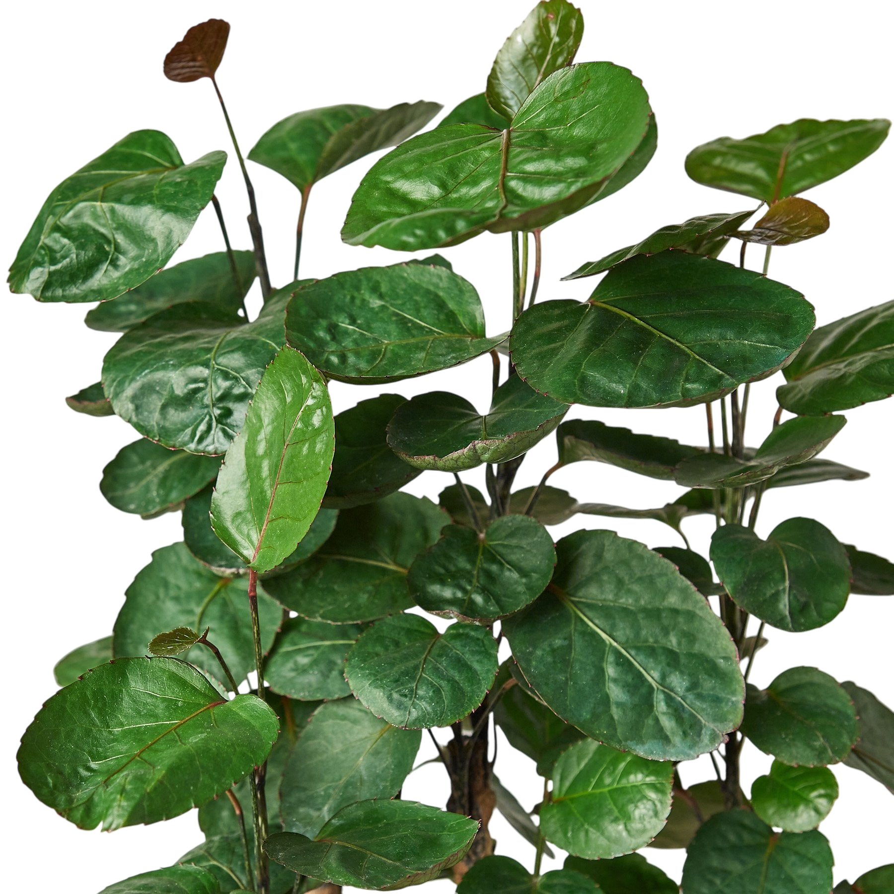 Gus the Aralia Fabian Stump - OVAD