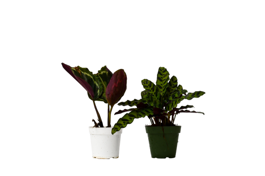 2 Calathea Plants Variety Pack in 4" Pots - OVAD