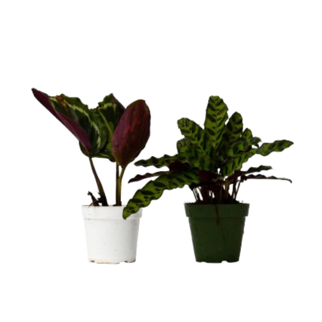 2 Calathea Plants Variety Pack in 4" Pots - OVAD