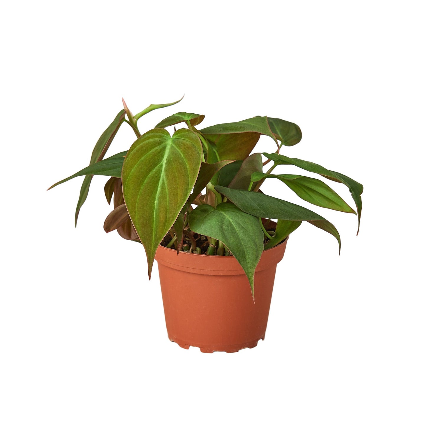 Milan the Philodendron