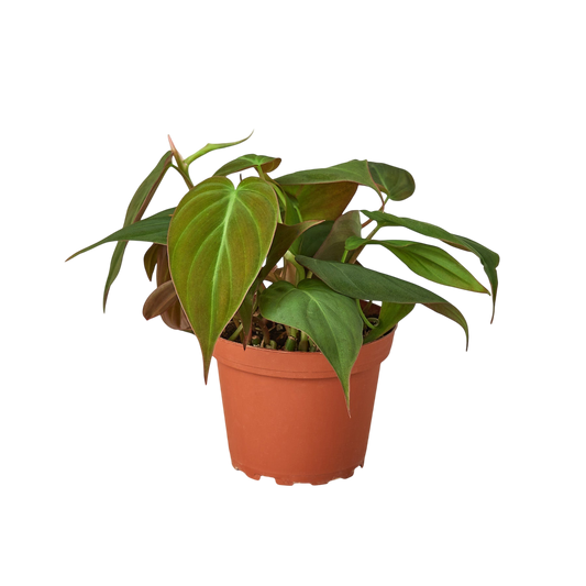 Milan the Philodendron - OVAD