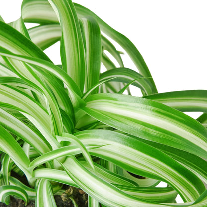 Juno the Spider Plant