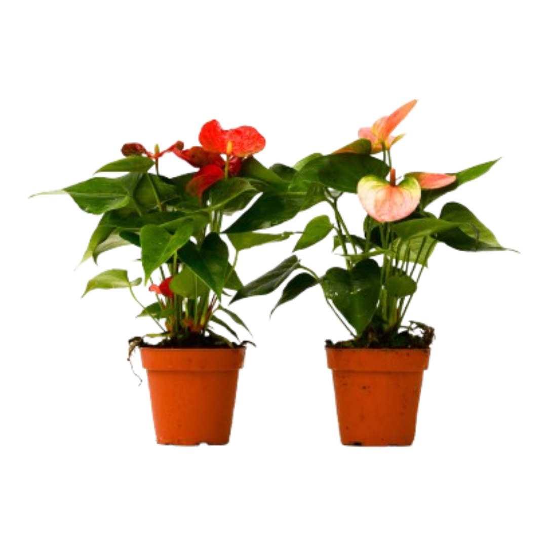2 Anthurium Variety Pack - 4" Pots - OVAD