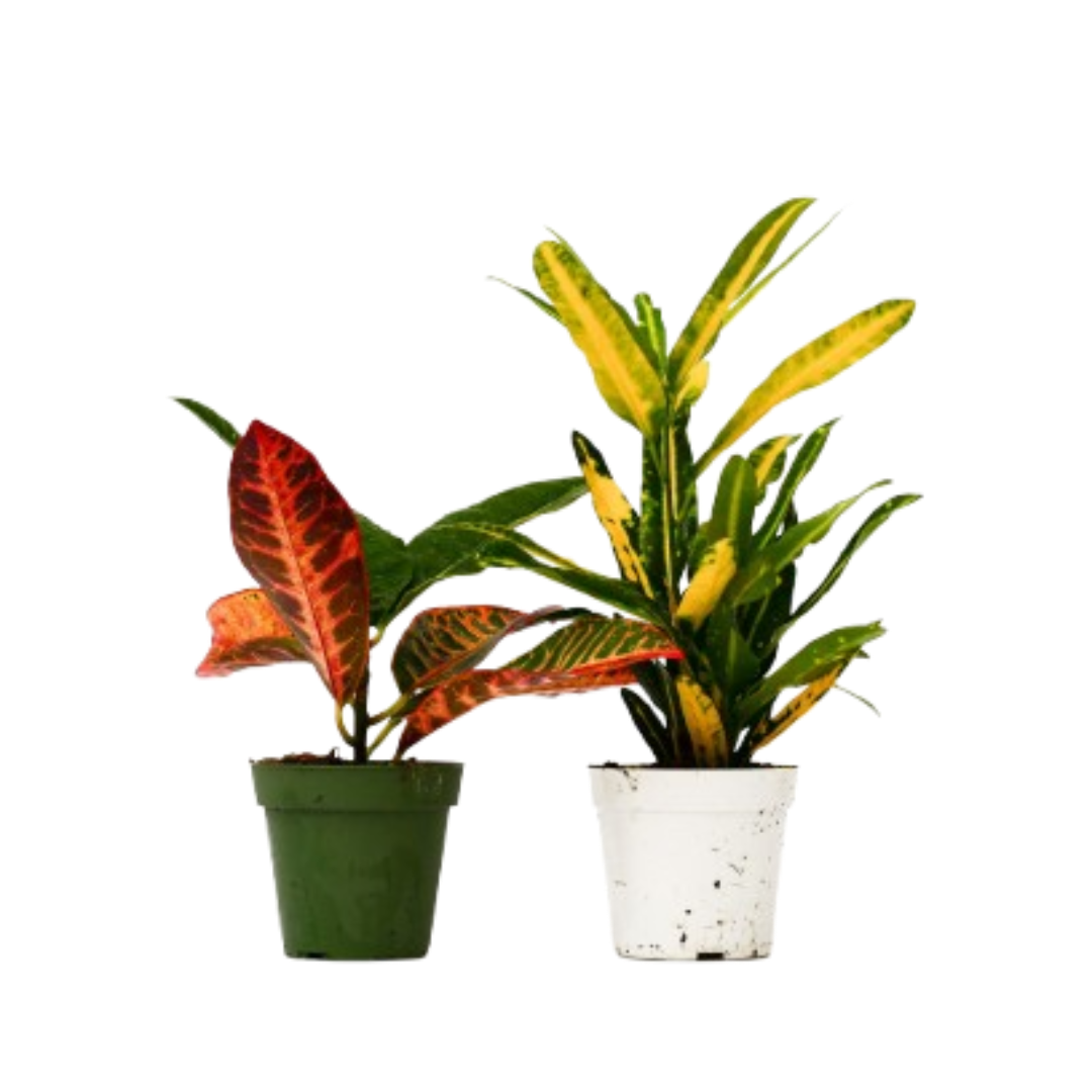 2 Croton Variety Pack - 4" Pot - OVAD