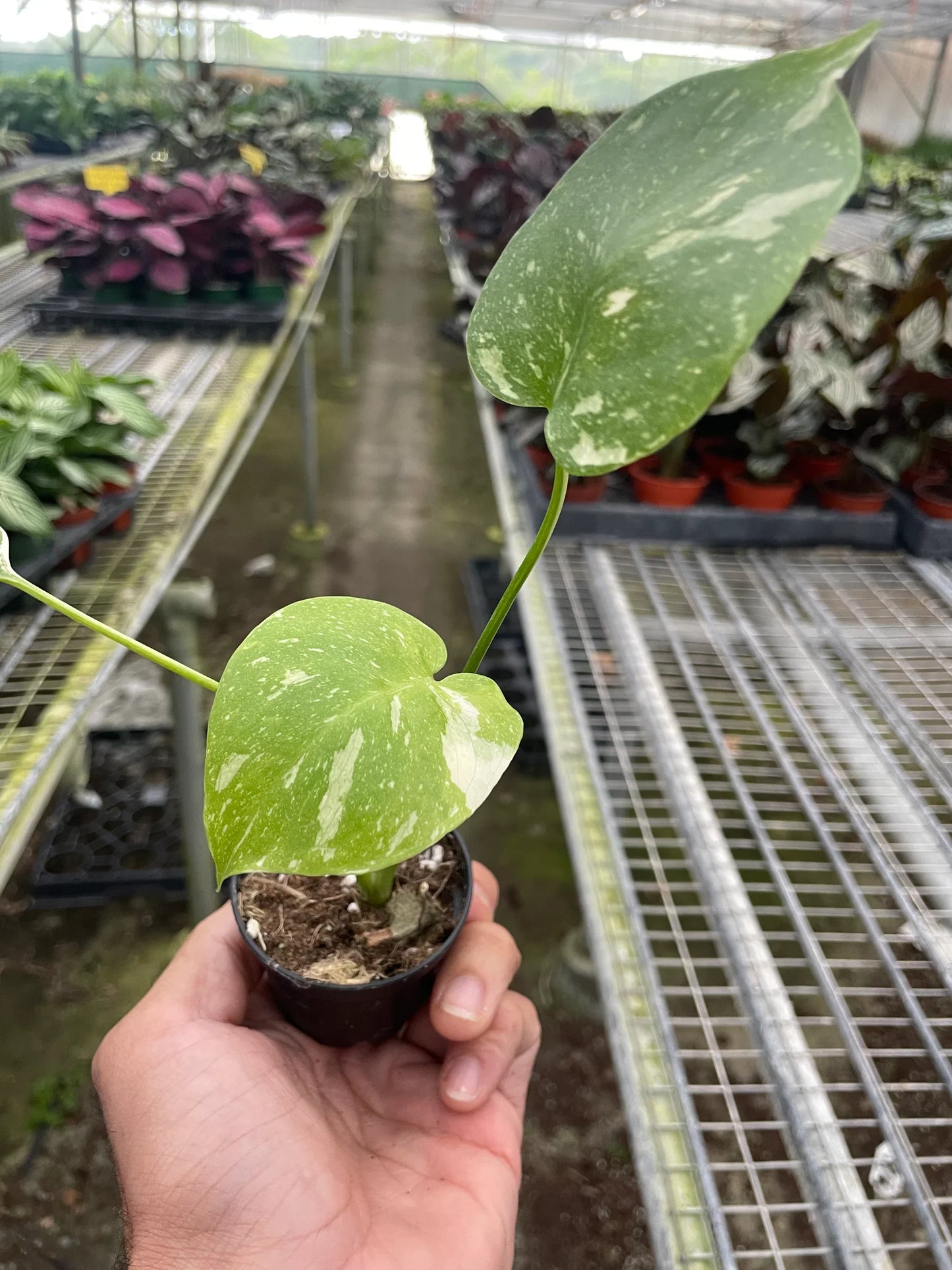 Monstera 'Thai Constellation' - OVAD