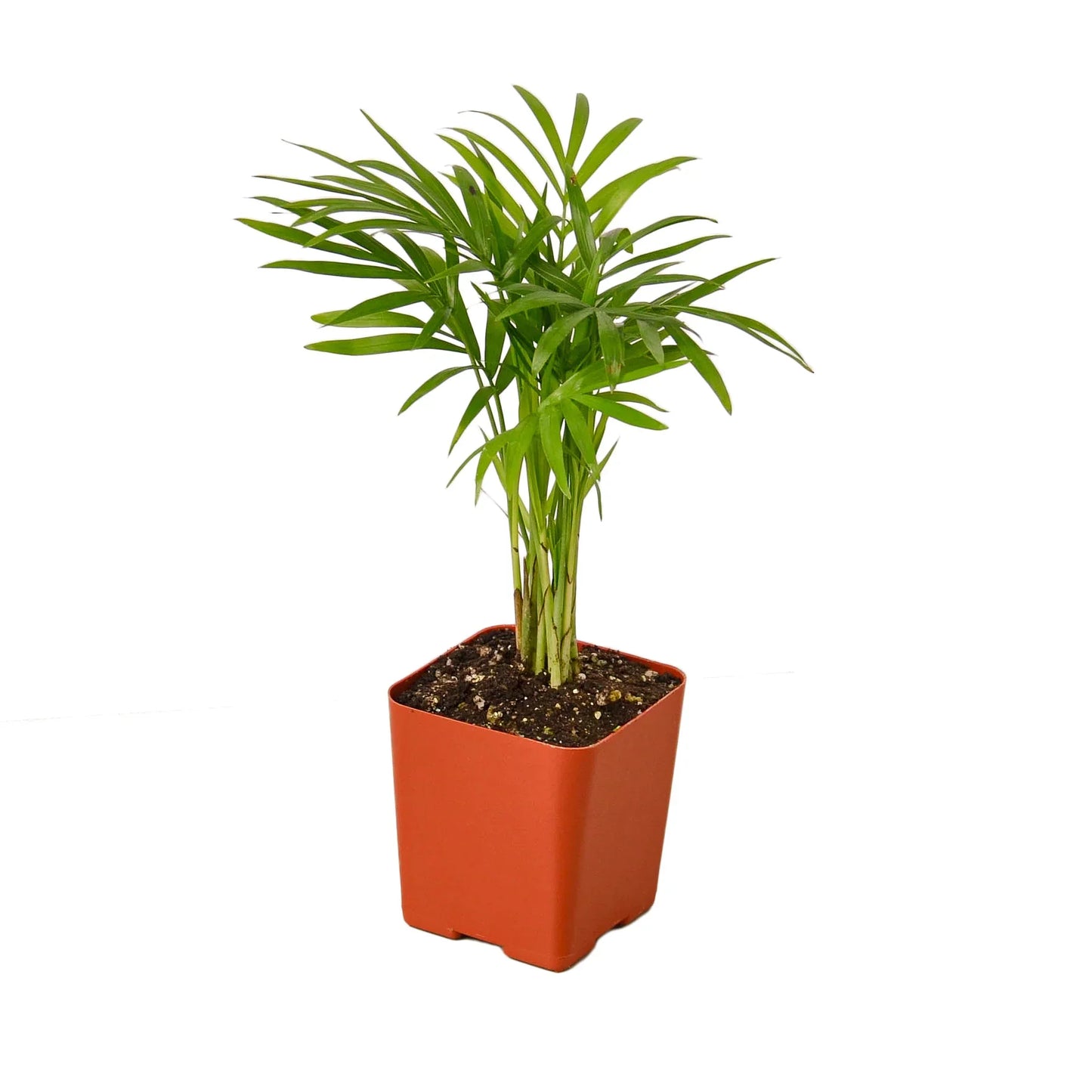 Coco the Parlor Palm