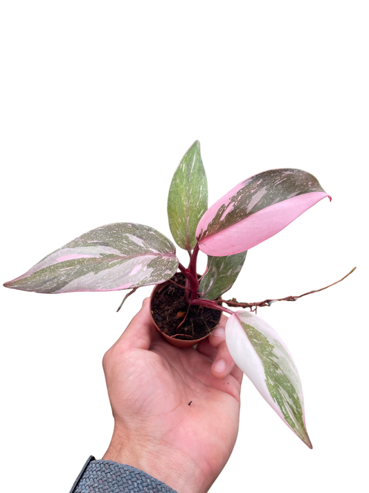 Philodendron 'Marble Pink Princess' - OVAD