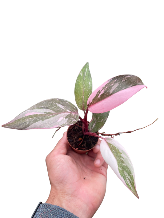 Philodendron 'Marble Pink Princess'