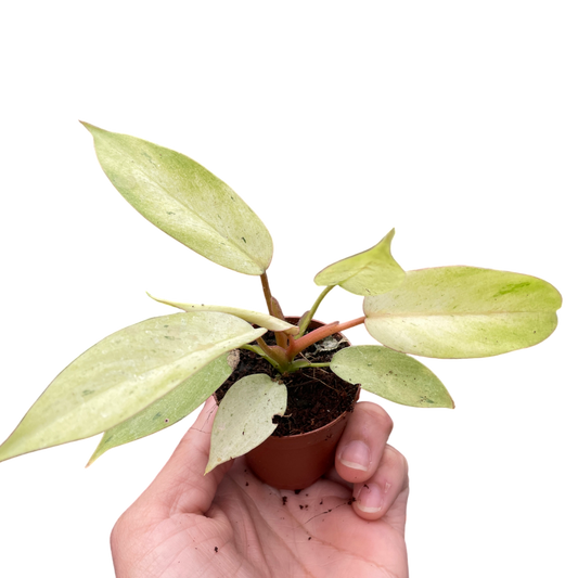 Philodendron 'Snowdrift' - OVAD
